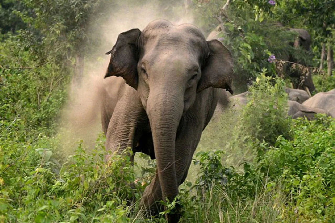 हात्तीको आक्रमणबाट दुई जना घाइते