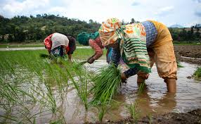 झापामा चैते धान रोपाइँ सुरु: मूल्यको अन्योलताले खेतीको क्षेत्रफल घट्ने सम्भावना