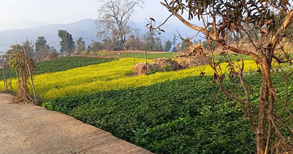 भोजपुरको कोदारमा व्यावसायिक तरकारी खेतीतर्फ किसानको आकर्षण : नमूना कृषि क्षेत्र बनाउने लक्ष्य