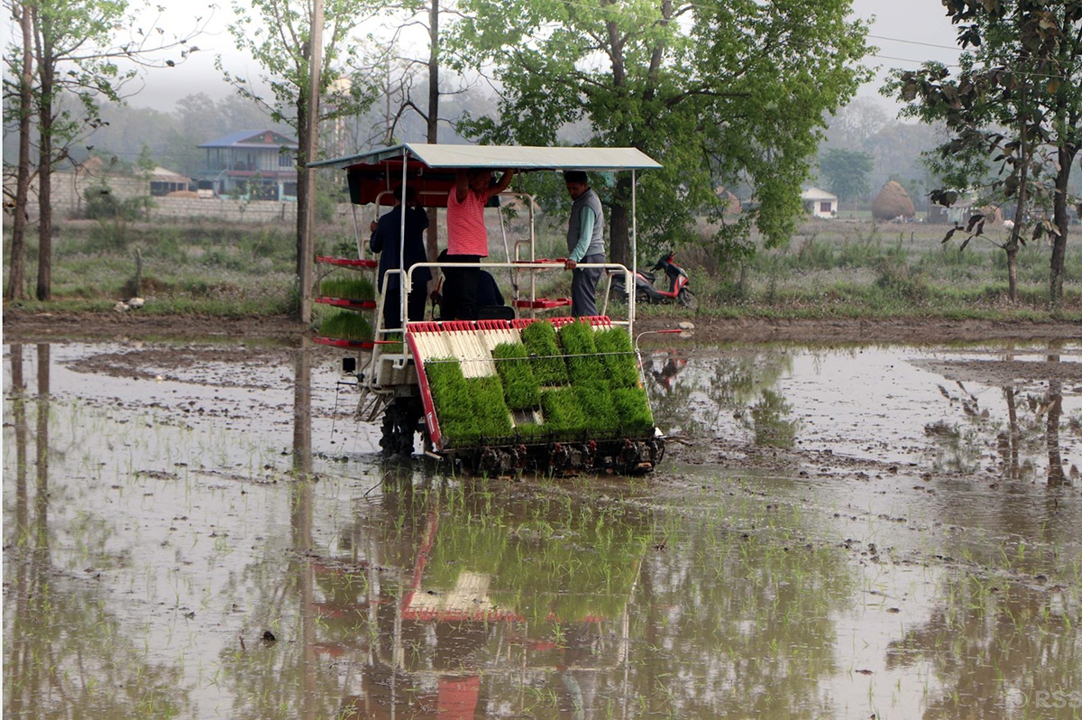 चितवनमा चैते धान रोपाइँमा आधुनिक प्रविधिको प्रयोग : लागत घट्ने भएपछि मेसिनतर्फ किसानको आकर्षण