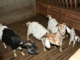 चितवनका सातै स्थानीय तहमा बाख्रालाई ‘पिपिआर’ विरुद्धको खोप लगाइने