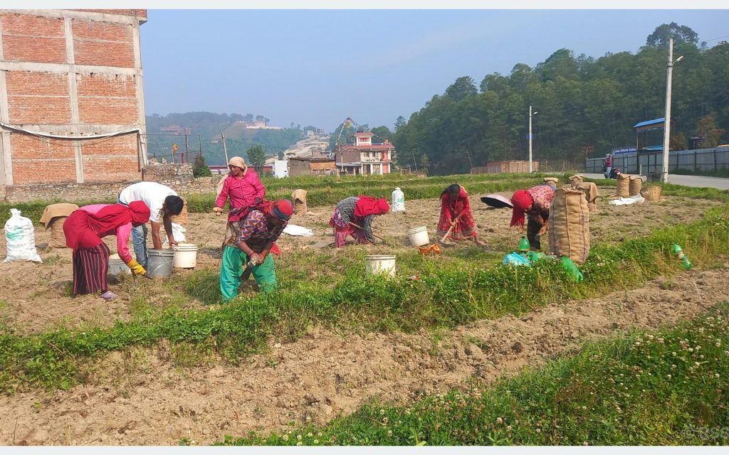काभ्रेमा आलुको बम्पर उत्पादन, तर उचित मूल्य नपाउँदा किसान चिन्तित