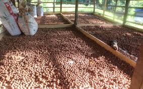 भोजपुरमा रुद्राक्ष खेतीबाट वार्षिक एक अर्बको कारोबार : किसानको आर्थिक अवस्थामा सुधार