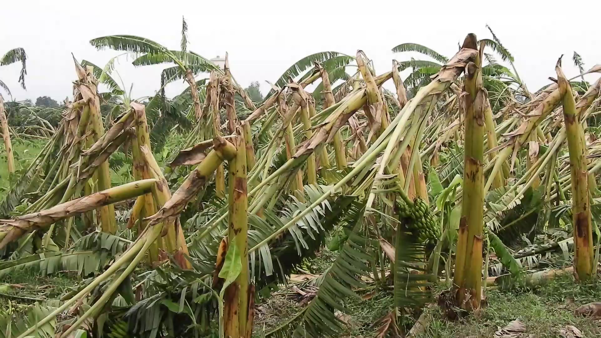 झापामा हुरीले केराखेती सखापः किसानलाई दोहोरो मार, १६ लाखको क्षति