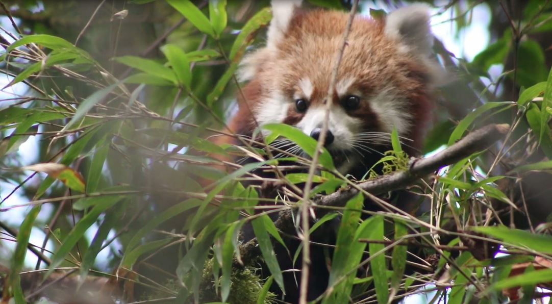 दुर्लभ रेडपाण्डाको संरक्षण र पर्यटन प्रवर्द्धनका लागि इलाममा तेस्रो ‘रेडपाण्डा महोत्सव’ आयोजना गरिने