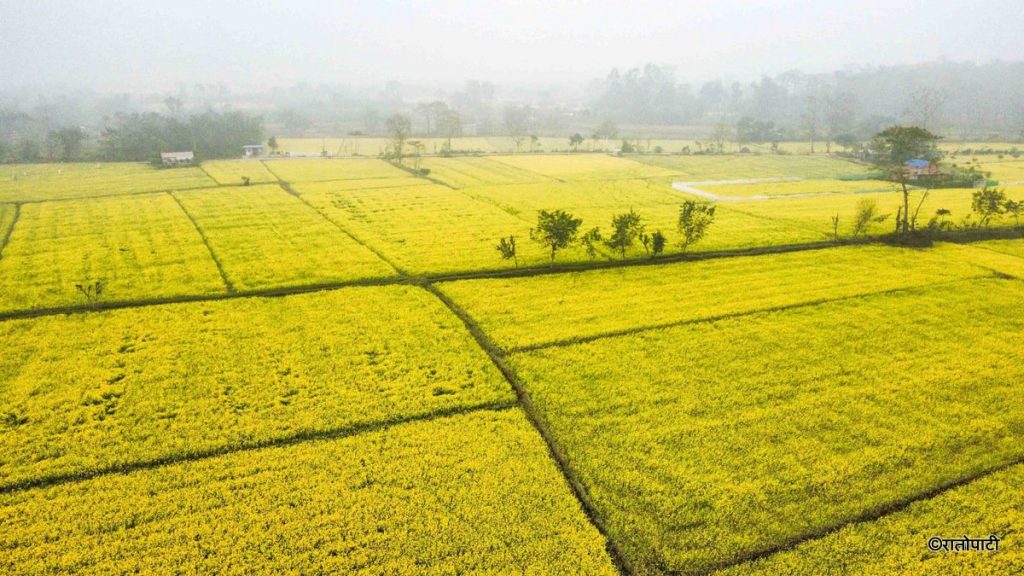 चितवनमा तोरी उत्पादनमा उल्लेख्य गिरावट : प्रतिहेक्टर उत्पादकत्वमा समेत कमी