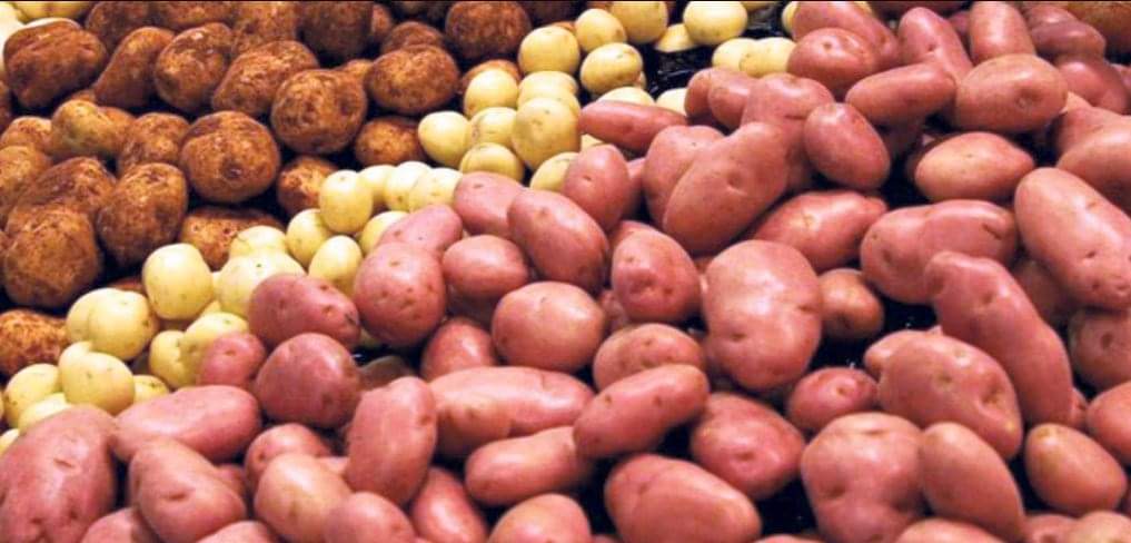 पाँच वर्षपछि शुक्लागण्डकीमा कृषिउपज सङ्कलन केन्द्र सञ्चालनमा