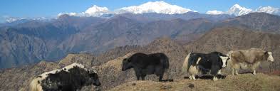 हिमाली सुगन्ध र ‘गोठ–बास’ : फालोटको शिरमा फेरिँदै चौँरी गोठालाको जीवन