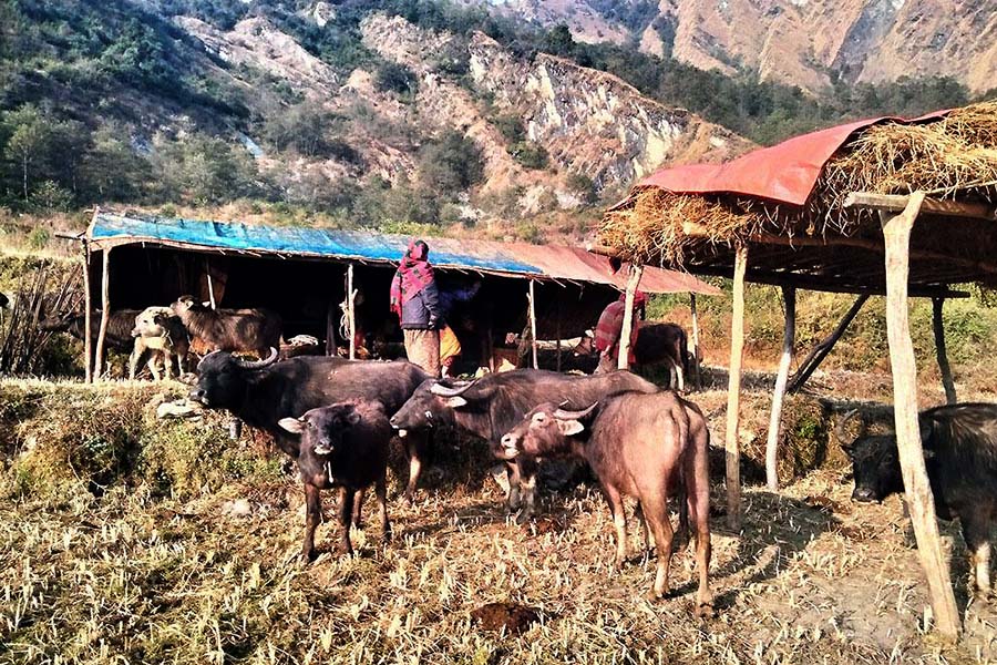 रित्तिँदै हिमाली लेक : स्मृतिमा सीमित हुँदै ‘घुम्ती गोठ’