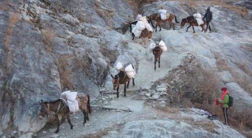 स्तरोन्नतिका लागि फिलिम-लार्केपास पदमार्गमा पाँच दिन खच्चड आवतजावत बन्द