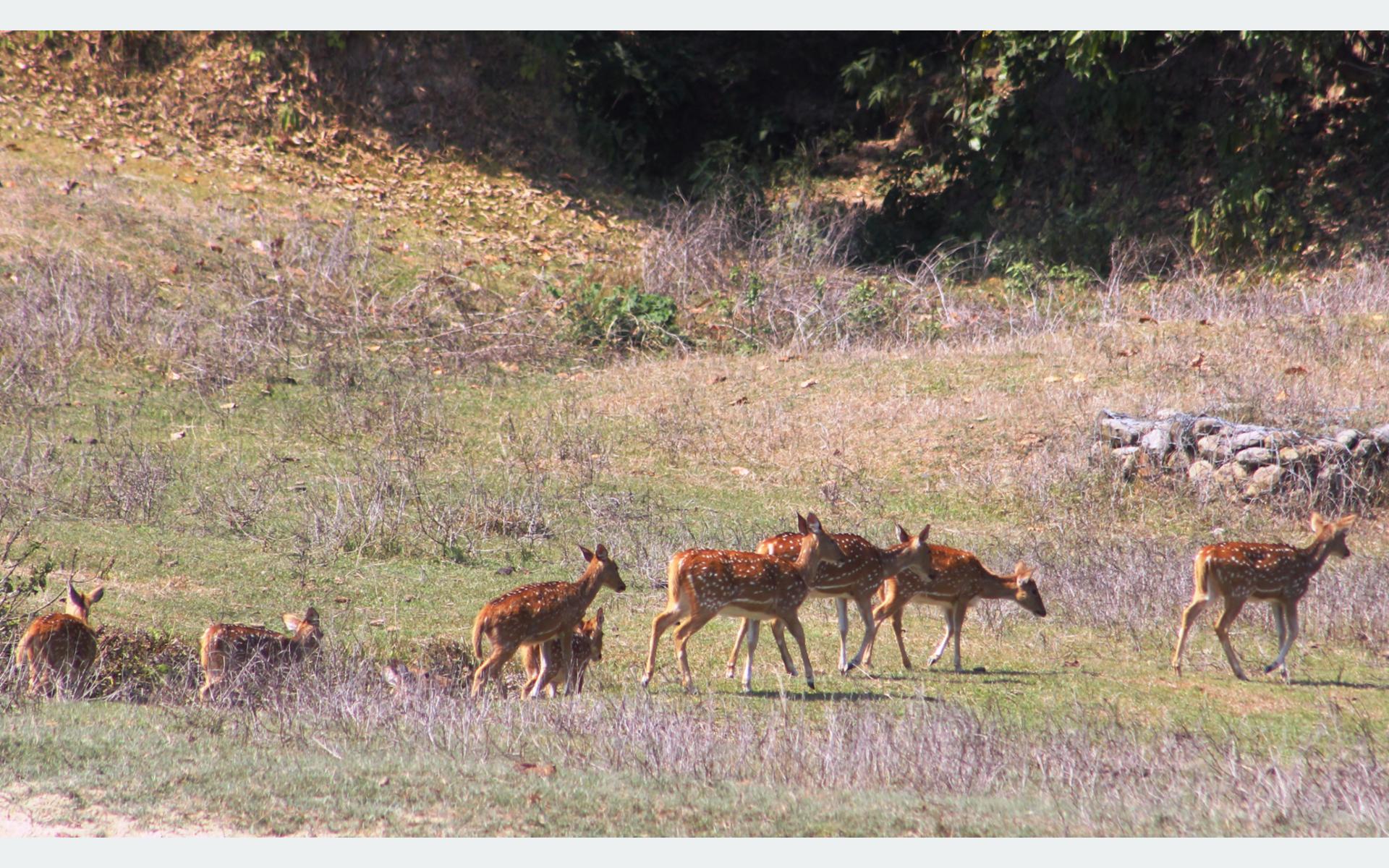 कञ्चनपुरको नागेश्वर सामुदायिक वन : प्रचुर सम्भावना भए पनि योजना अभावमा ओझेलमा