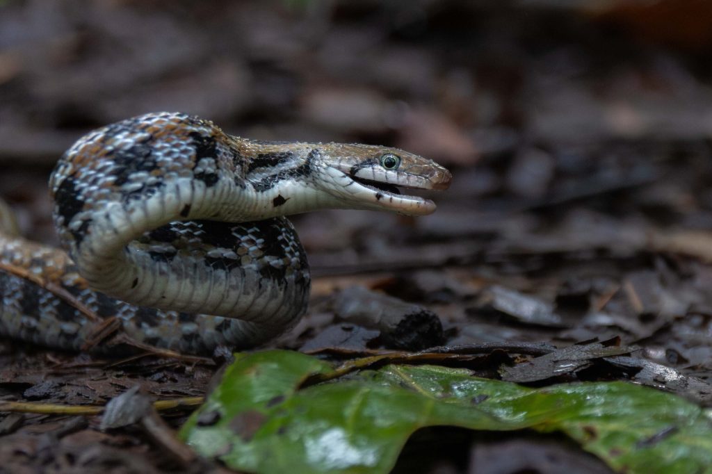 सर्पदंशको जोखिम न्यूनीकरण गर्न सर्वसाधारणलाई सर्प पहिचानसम्बन्धी तालिम