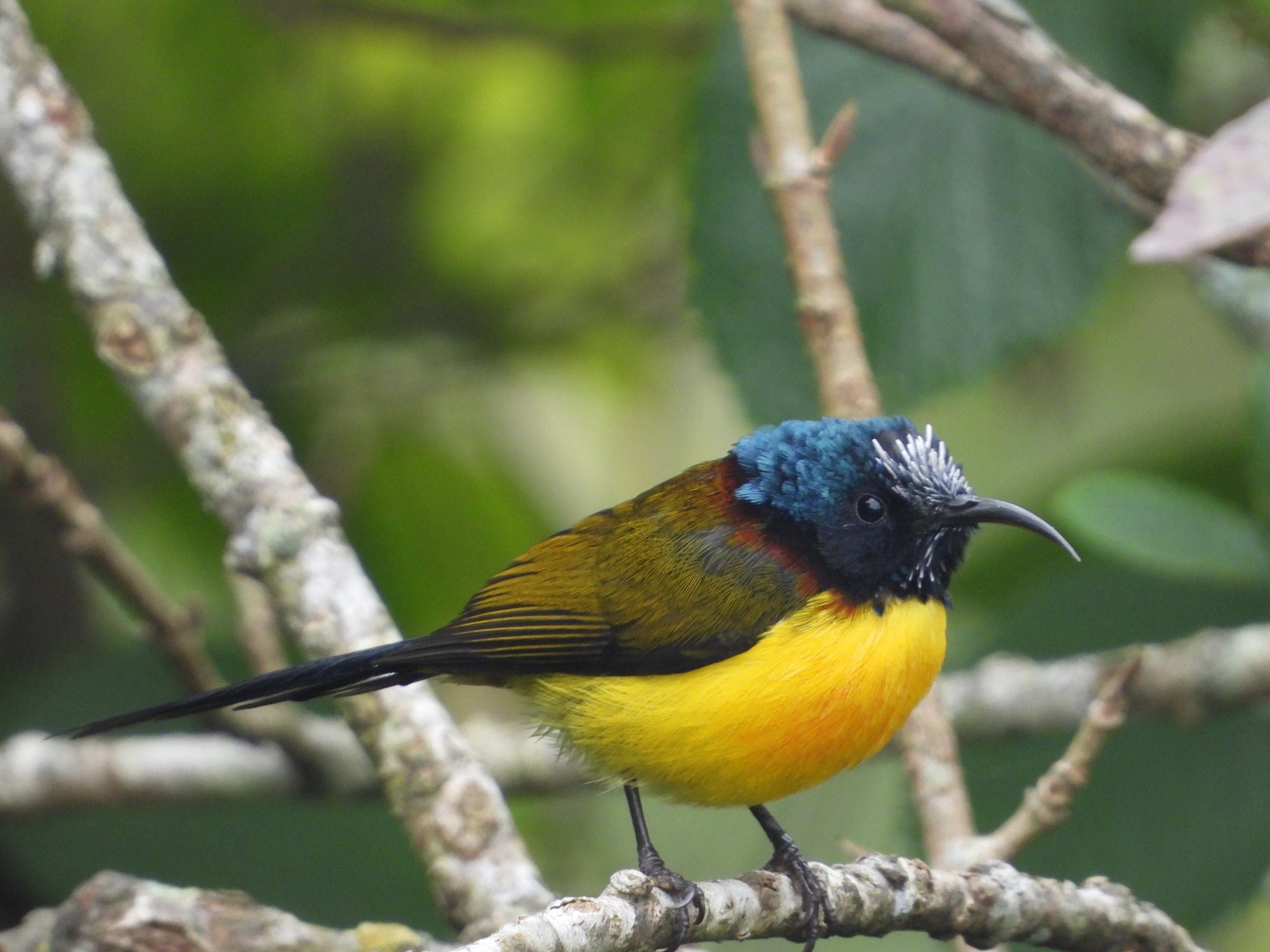 गुल्मीमा चराको प्रजाति ३५५ पुग्यो : पछिल्लो गणनामा ३० नयाँ प्रजाति थपिए