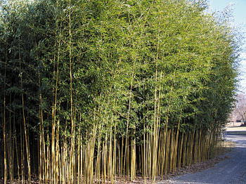 सत्ती कर्णाली सामुदायिक वनको मुख्य आयस्रोत ‘बेत बाँस’ : स्थानीयलाई रोजगारी र सामाजिक सेवामा टेवा