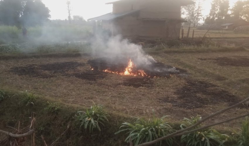 आगलागी र माटोको उर्वराशक्ति जोगाउन गहुँको नल नजलाउन स्थानीय तहको आग्रह