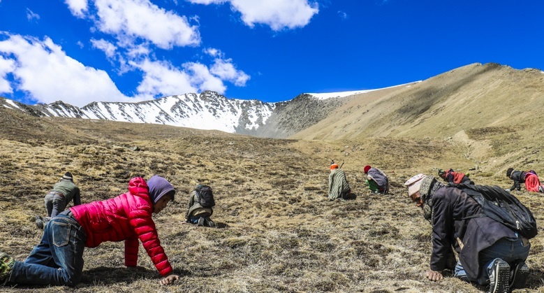 मुस्ताङका लेकहरूमा यार्सागुम्बा सङ्कलन सुरु, बाहिरी जिल्लाका नागरिकलाई पनि अनुमति