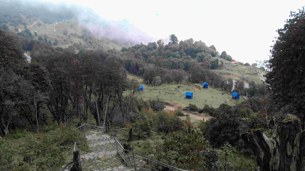 गुराँसको लालिमा वनको शोभा मात्र होइन, समृद्धिको सारथि पनि 