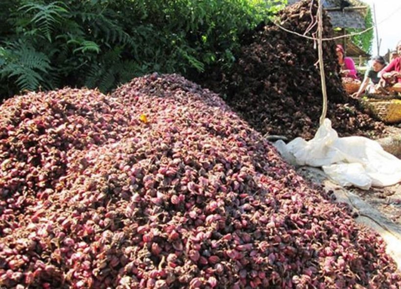 मेची भन्सारबाट १० अर्ब ७० करोड रुपियाँको अलैँची निर्यात : चियाको निर्यातमा गिरावट