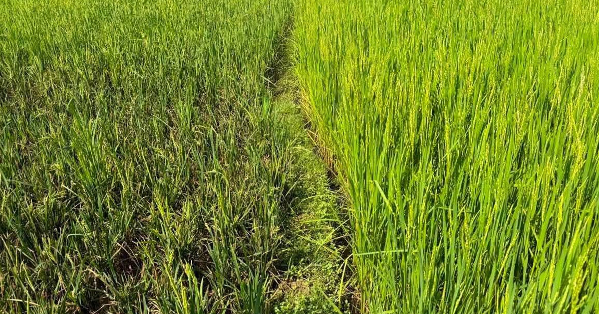 तनहुँका धानबालीमा मरुवा र फड्के किराको प्रकोप : कृषि विज्ञद्वारा स्थलगत अनुगमन र परामर्श