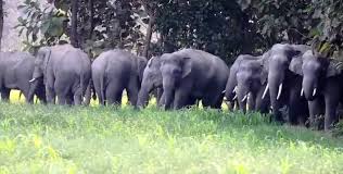 सिमानामा हात्तीको ताण्डव : बाहुनडाँगीका बासिन्दालाई रातभरि सास्ती, दिनभरि त्रास