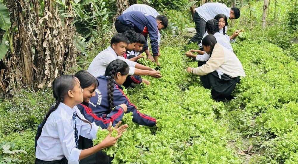 पढाइसँगै कमाइ : मङ्गला माविका विद्यार्थीको रहर लाग्दो  कृषि कर्म