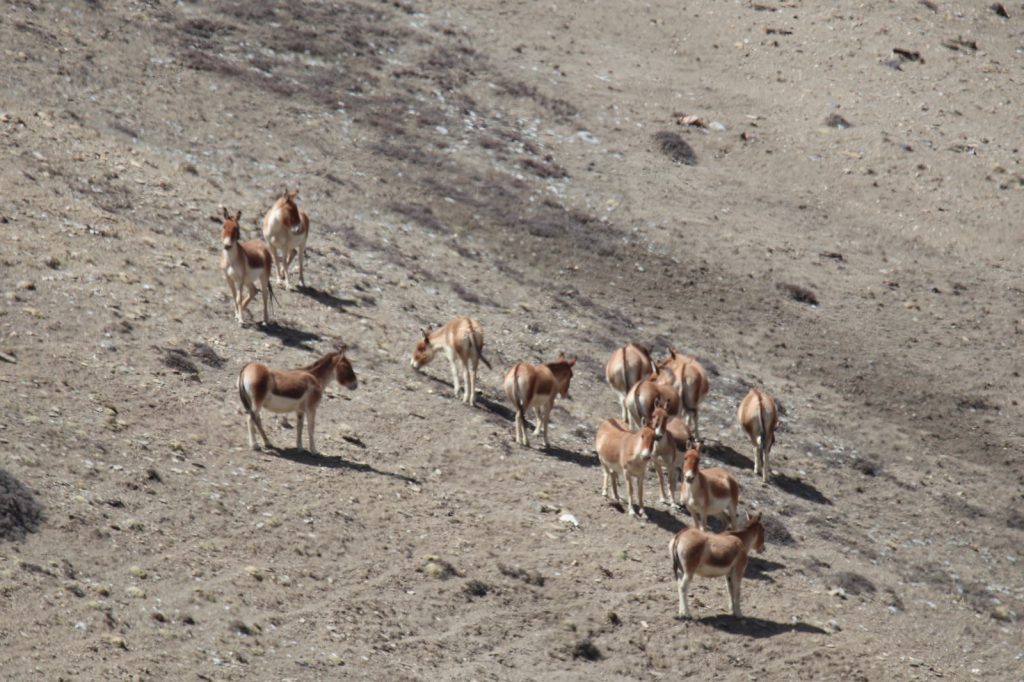 उपल्लो मुस्ताङको उच्च लेकमा ठुलो बथानमा देखिए जङ्गली गधा ‘क्याङ’
