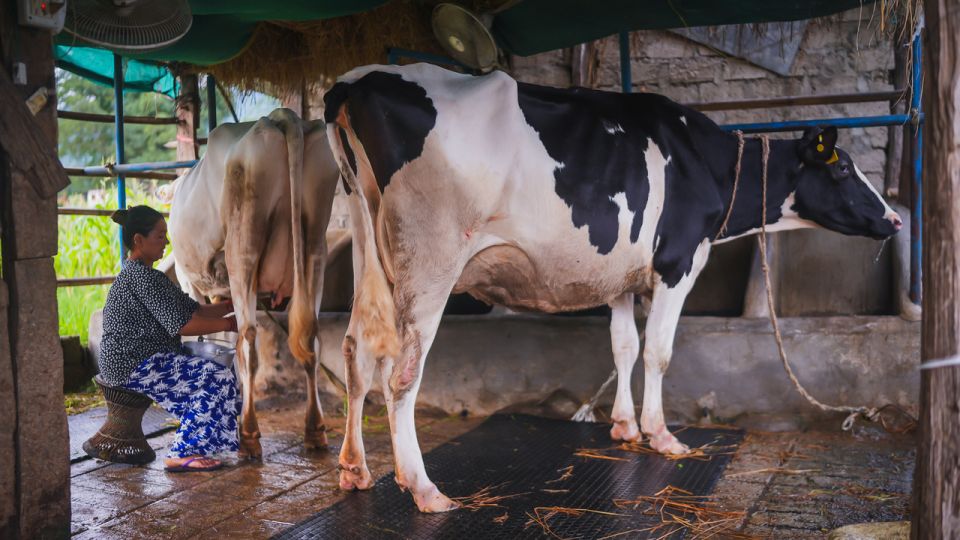 काठमाडौँमा पशुपालक महिलाहरूको अन्तरराष्ट्रिय सम्मेलन आयोजना हुने