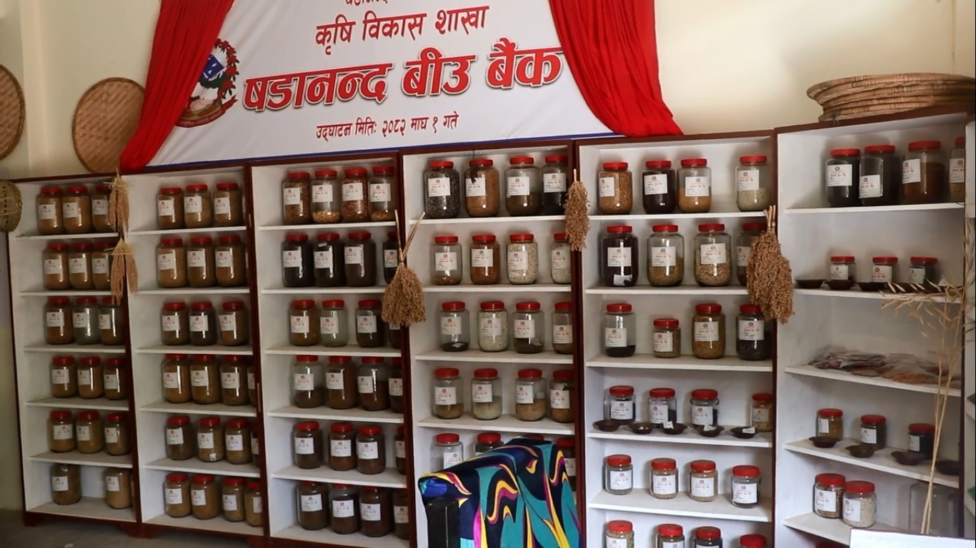 रैथाने बाली जोगाउन षडानन्द नगरपालिकाको सक्रियता: बीउ बैंक स्थापना गरी संरक्षण अभियान सुरु