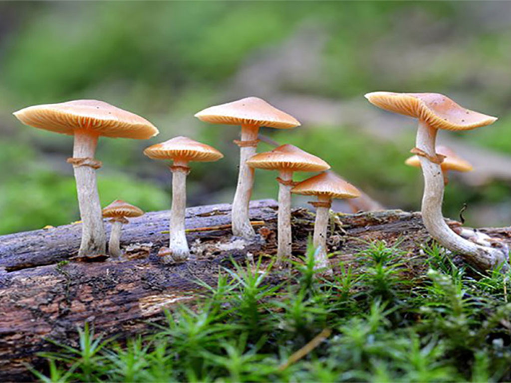 जङ्गली च्याउ सेवन गर्दा झापामा एकै परिवारका ११ जना बिरामी