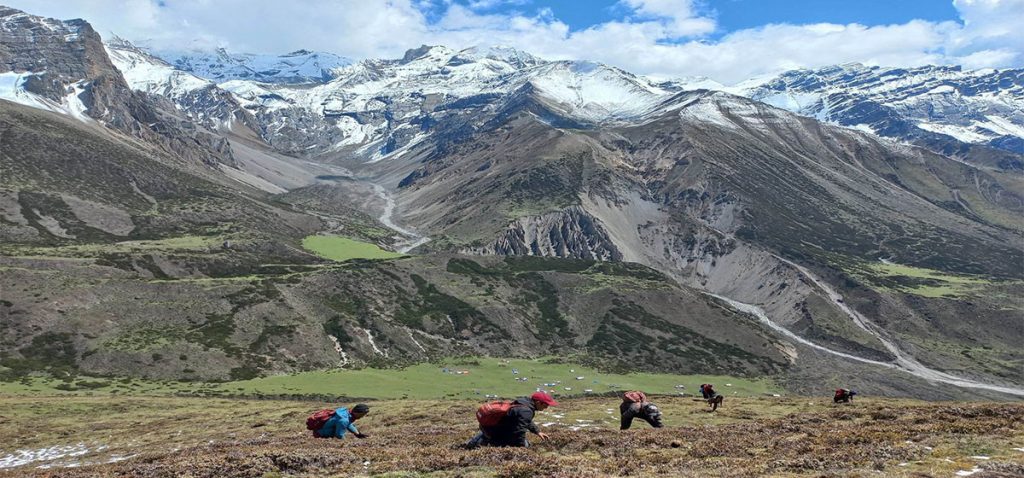 यार्सागुम्बा सङ्कलन गर्न गएका युवाको भिरबाट लडेर मृत्यु