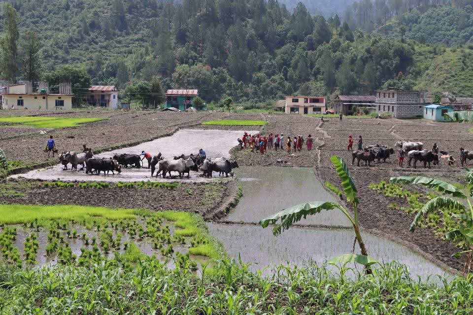 संरक्षण अभियानसँगै लोकप्रियता कमाउँदै डोटीको जोरायले बासमती धान
