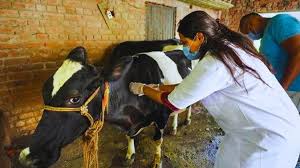 चितवनमा ७० हजार गाईभैँसीलाई खोरेतविरुद्धको खोप : जैविक सुरक्षा अपनाउन आग्रह