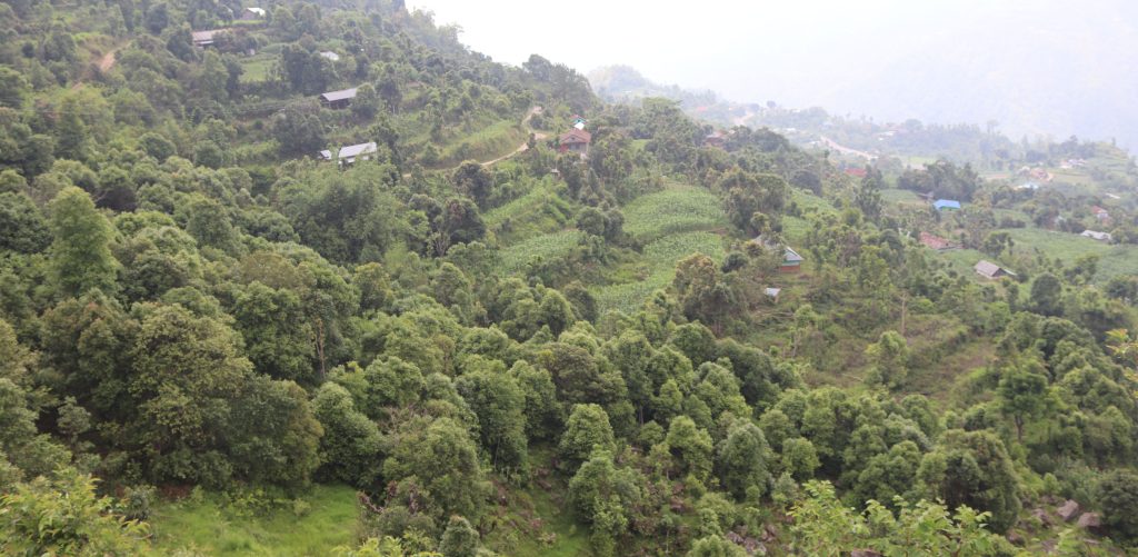 पाल्पामा आम्दानीको मुख्य स्रोत बन्दै दालचिनी