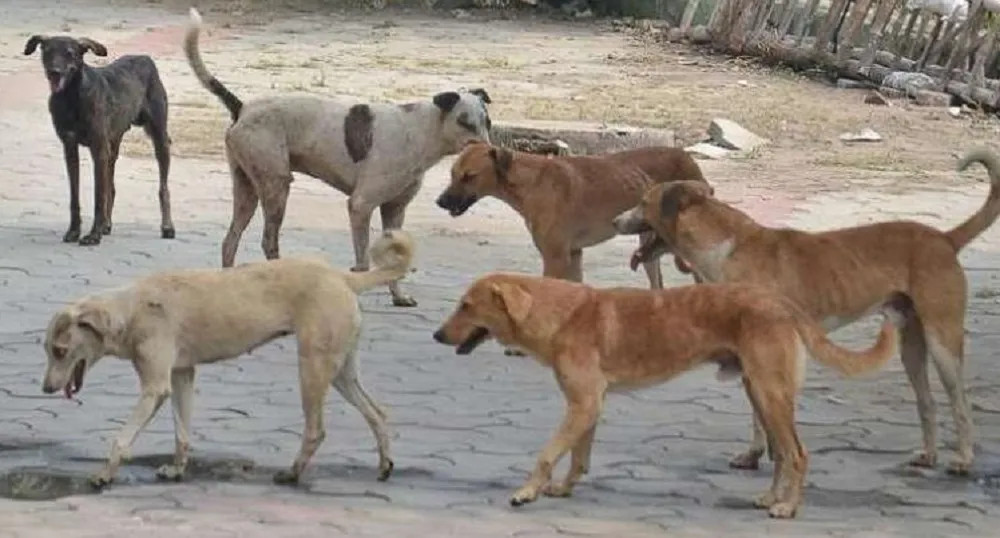 म्याग्दीको बरङ्जामा सामुदायिक कुकुरको आतङ्क : १० दिनमा तीन बाख्रा मरे, छ घाइते