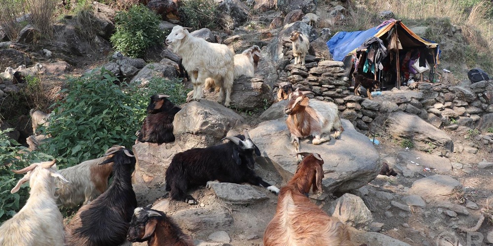 रित्तिँदै बुकी पाटन : बुढ्यौली काँधमा घुम्ती गोठको विरासत