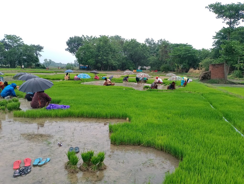 पश्चिम नवलपरासीका किसान रोपाइँमा व्यस्त