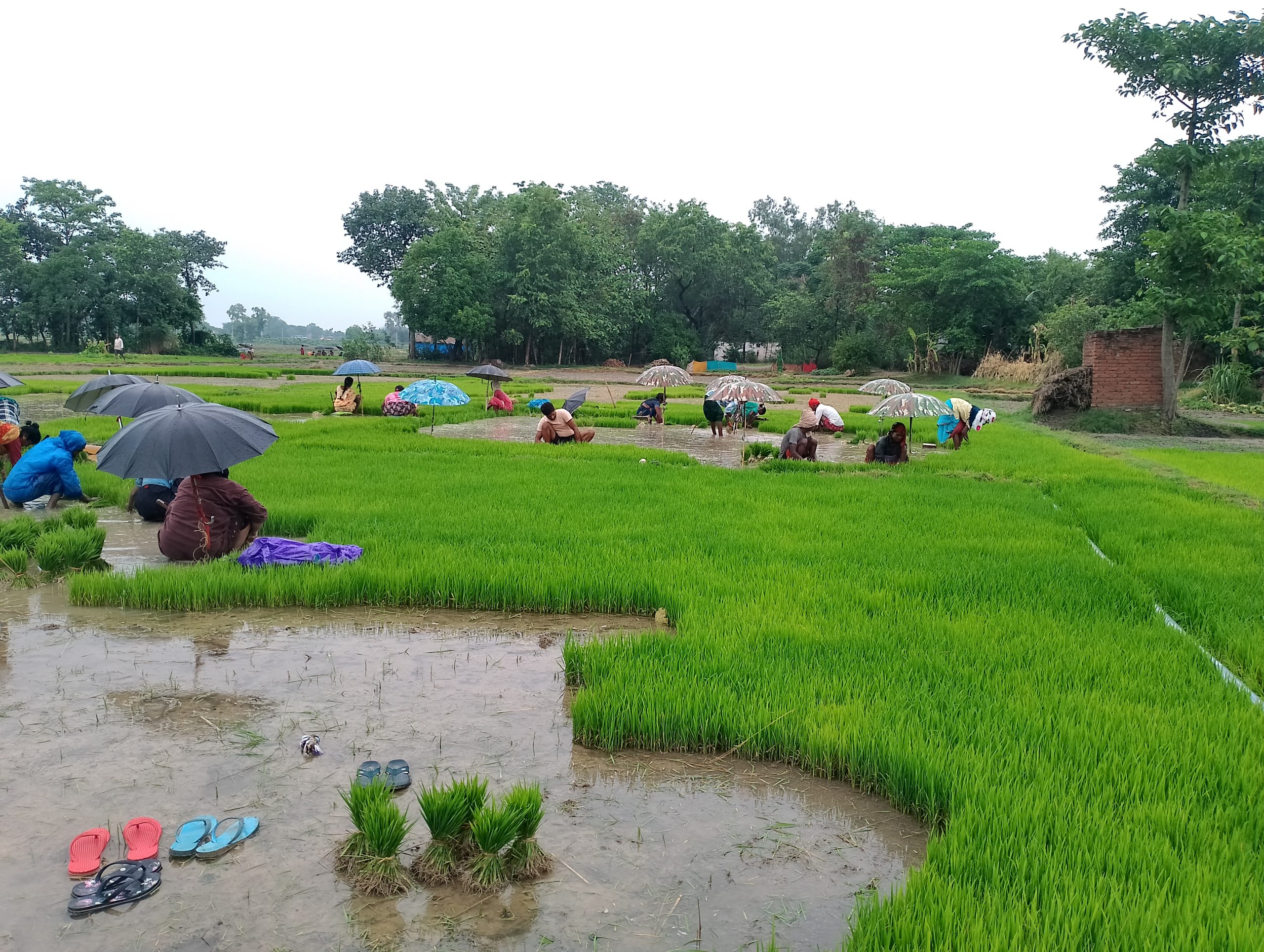 पश्चिम नवलपरासीका किसान रोपाइँमा व्यस्त