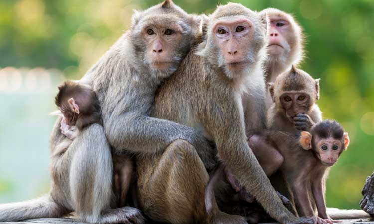 बाँदर आतङ्क नियन्त्रणका लागि पौवादुङमा गाउँपालिकाले बन्ध्याकरण कार्यक्रम सञ्चालन गर्ने