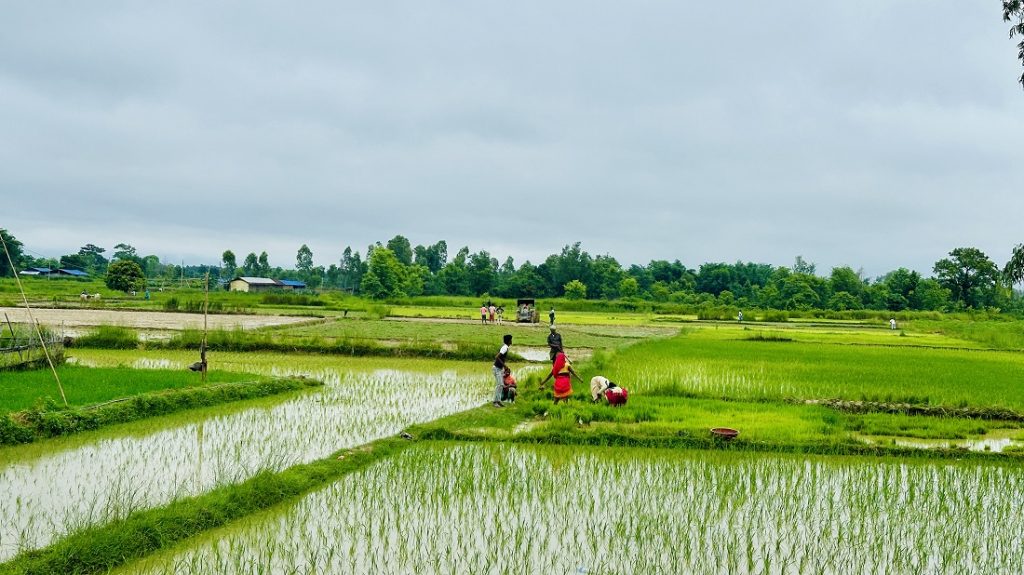 प्रमुख खाद्यान्न बालीको समर्थन मूल्य अब बाली लगाउनुअघि नै तोकिने : मन्त्रालयद्वारा निर्देशिका जारी