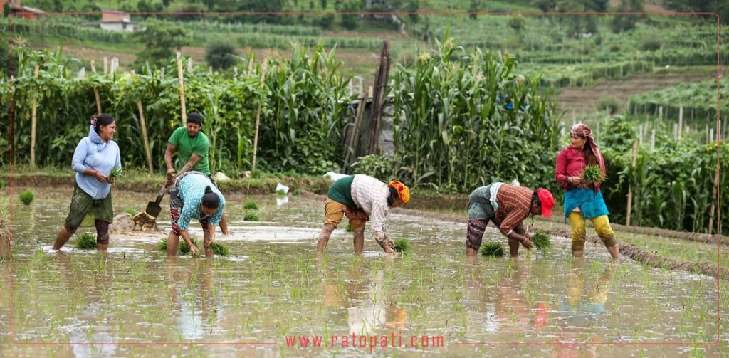 समयमै मनसुन सक्रिय भएपछि कास्कीमा रोपाइँको चटारो : ४७ प्रतिशत क्षेत्रफलमा रोपाइँ सम्पन्न