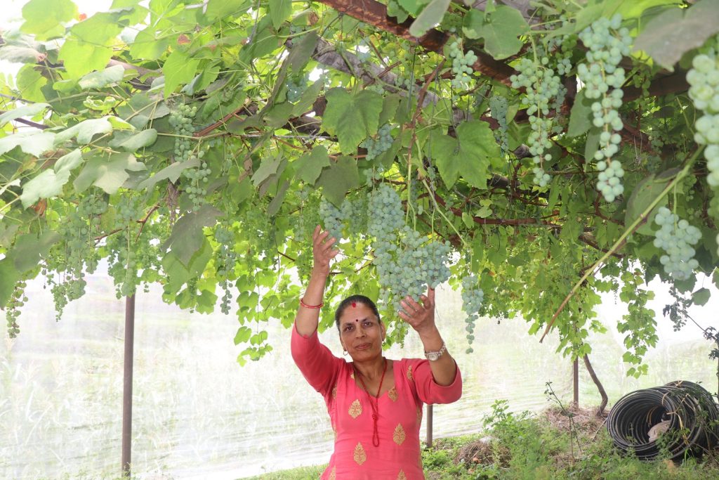 जलजलाको लुप्राङमा अङ्गुरखेती