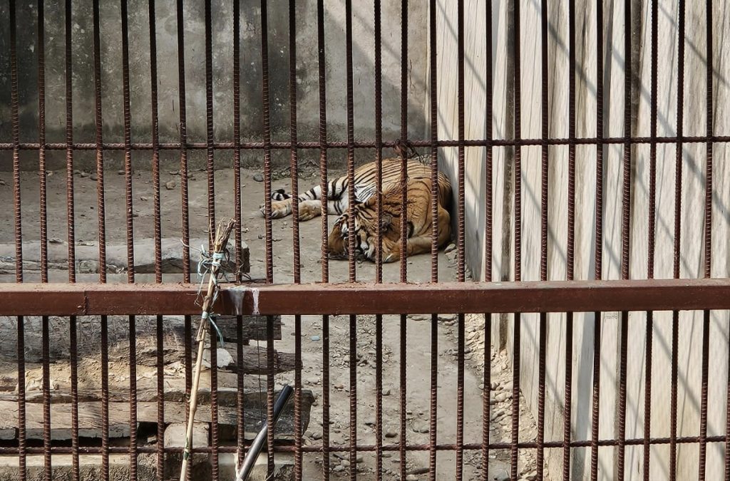 चितवनको देवनगरमा ५२ हेक्टरको ‘टाइगर सेन्चुरी’ निर्माण गरिने