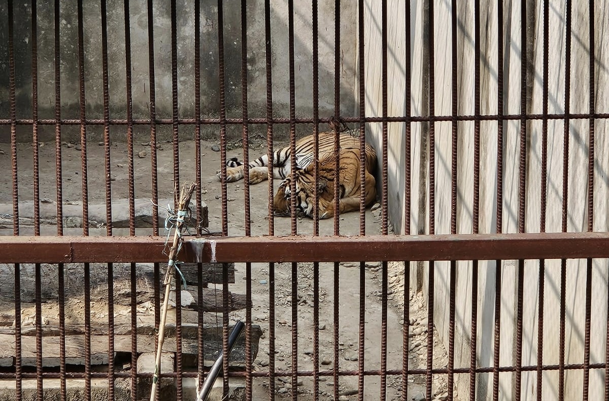 चितवनको देवनगरमा ५२ हेक्टरको ‘टाइगर सेन्चुरी’ निर्माण गरिने