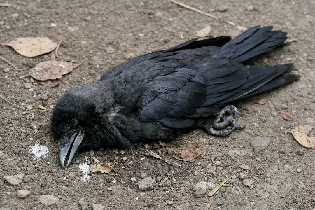 कागका कारण काठमाडौँ उपत्यकामा ‘बर्ड फ्लु’ फैलियो, ११ जिल्लामा सङ्क्रमण