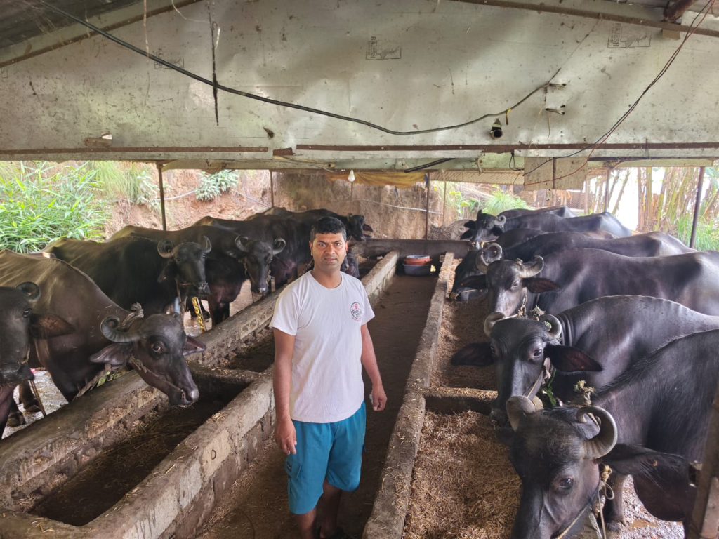 मरुभूमिको पसिनाबाट गाउँकै गोठमा ‘सेतो सुन’ : सुरेशको प्रेरणादायी पुनरागमन