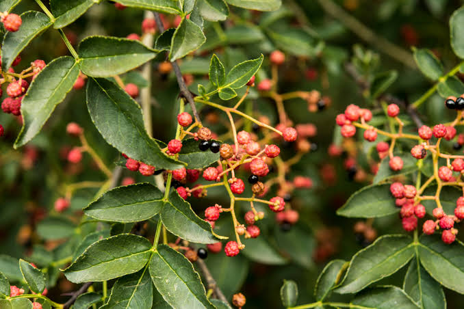 अर्घाखाँचीलाई टिमुरको ‘हब’ बनाइँदै: ६० हजार बिरुवा रोपण सुरु, ५ सय रोप्नेलाई घरमै पुर्‍याइँदै बेर्ना
