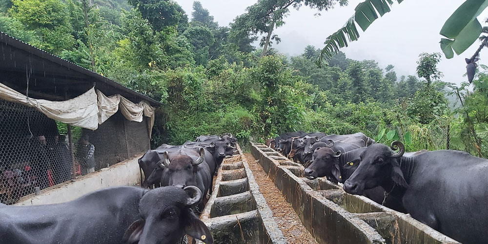 विदेशको विकल्प आफ्नै गोठ : उन्नत भैँसीपालनबाट देवेन्द्रको मासिक एक लाख आम्दानी