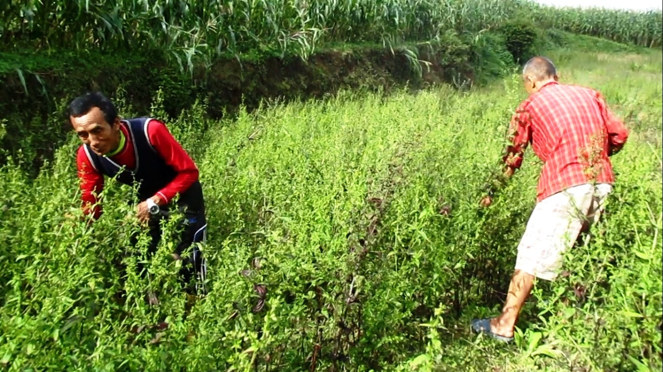 भोजपुरका लेकमा ‘नगद’ फलाउँदै किसान : अन्न छाडेर जडीबुटीतिर