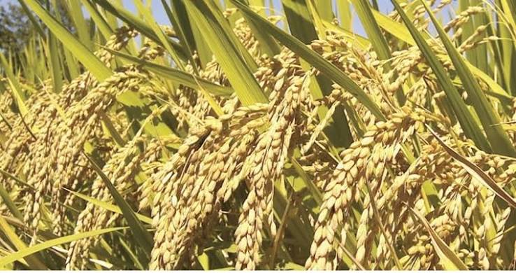 झापामा खेतीको क्षेत्रफल र उब्जनी दुवै घट्दो : साढे ७ लाख मेट्रिकटन खाद्यान्न उत्पादन