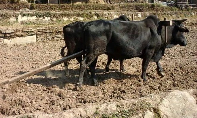 परम्परागत कृषि प्रवर्धनका लागि पोखरा महानगर : ५५० गोरुलाई ५५ लाख प्रोत्साहन अनुदान